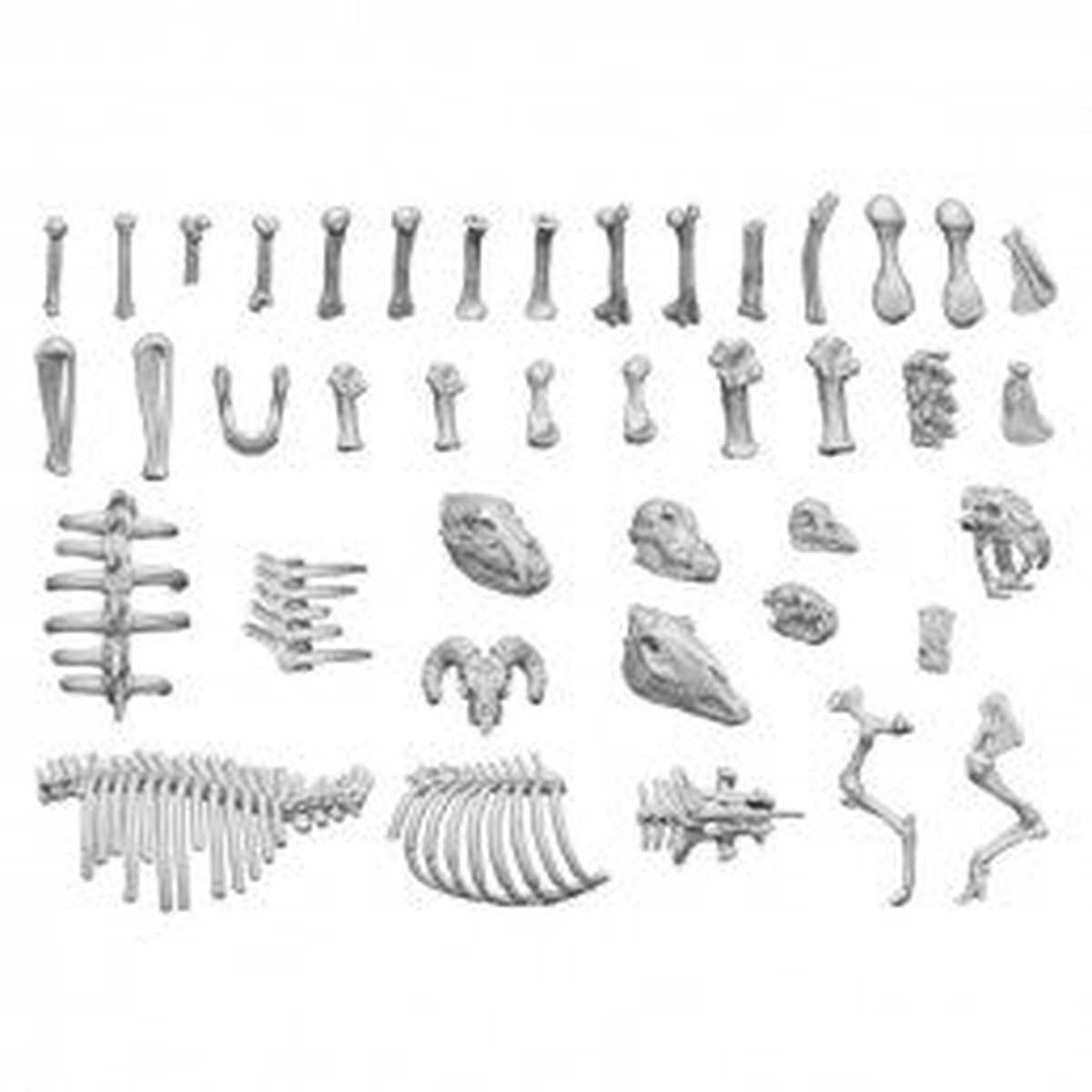 Animal Bones 1:48